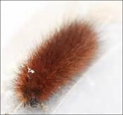 Comment les ufs des arctiidés sont-ils ?