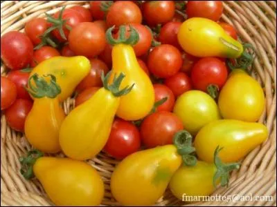 Adorables, les petites tomates de couleur orangée, que sont-elles ?