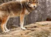 Quiz Renard, loup ou coyote ?