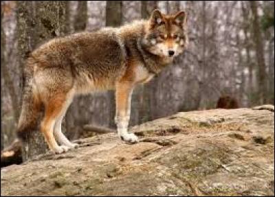 Loup, renard ou coyote ?