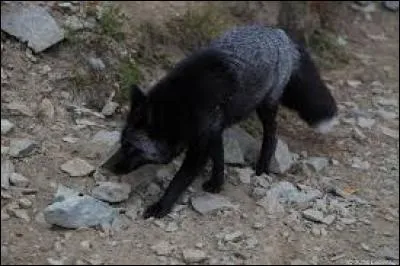 Loup, renard ou coyote ?