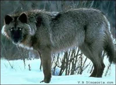 Loup, renard ou coyote ?
