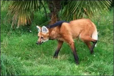 Loup, renard ou coyote ?