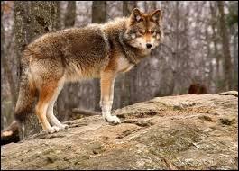 Quiz Renards