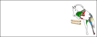 Les adducteurs et les fléchisseurs de l'antérieur fonctionnent...