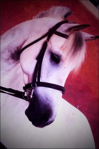 De quelles couleurs est ce cheval (robe + adjonction) ?