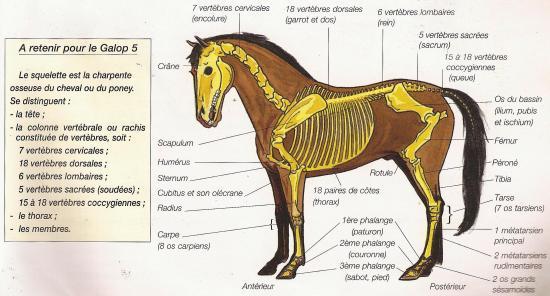 Constantes physiologiques  Galop 4, Cheval, Anatomie du cheval