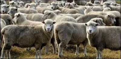 Un fermier a 26 moutons. Ils meurent tous sauf 7. Combien en reste-il ?