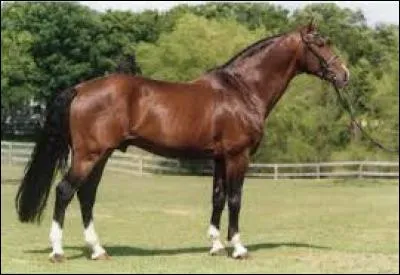 De quelle couleur (robe) est ce cheval ?