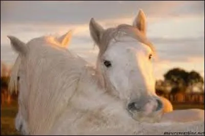 Si un cheval gratouille l'encolure d'un autre cheval, ça veut dire ...