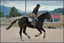 Quiz Galop 1
