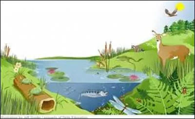 Après quelle crise l'écosystème des récifs disparaît-il presque ?