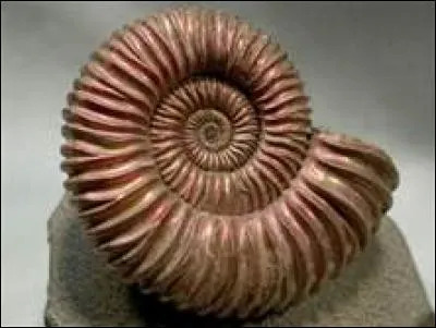 Que sont les ammonites ?