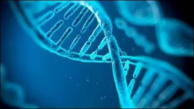 Comment est la molécule d'ADN ?