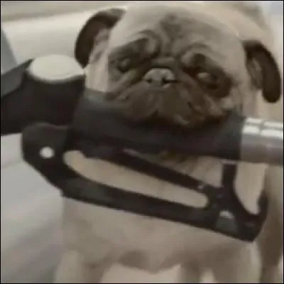 De quelle race étaient les trois chiens de la publicité pour Citroën ?