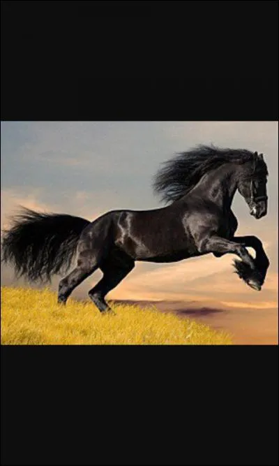 Combien y a-t-il de galops ?