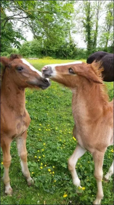 Combien de mois dure la grossesse d'une jument ?