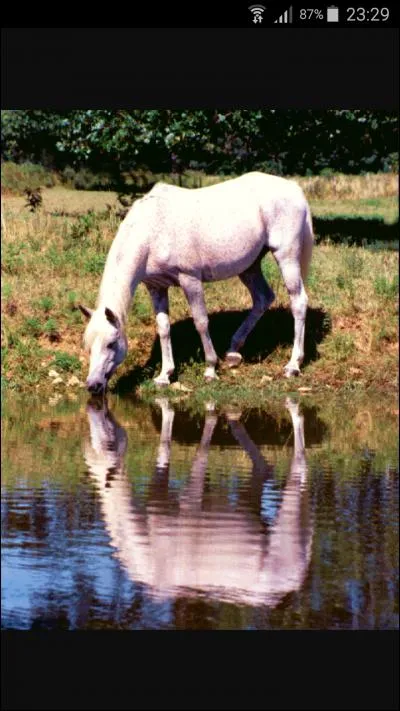 Un cheval boit combien de litres d'eau par jour ?