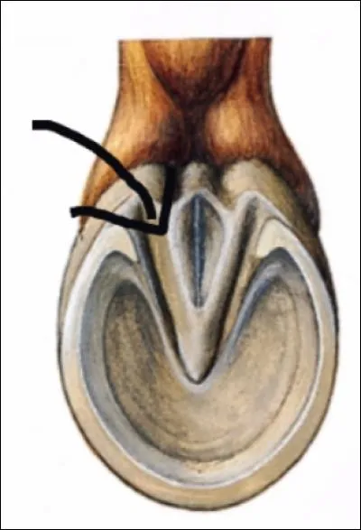 Comment s'appelle la partie fléchée sur la photo ?