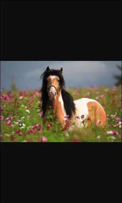 Qu'est-ce que le cross ?