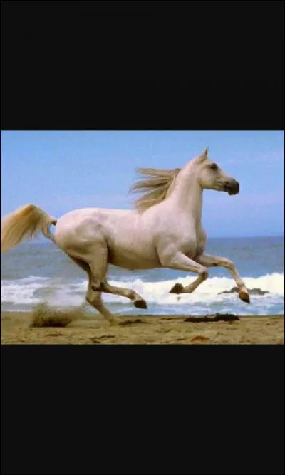 Un cheval sait-il nager ?