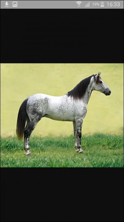 Quand un cheval a les oreilles en avant cela veut dire...