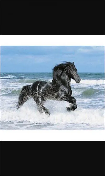 Quelles sont les allures ?