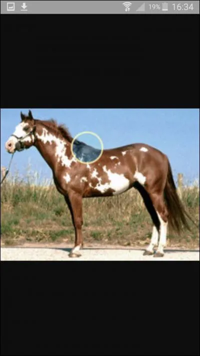 Comment s'appelle la partie du cheval entourée sur la photo ?