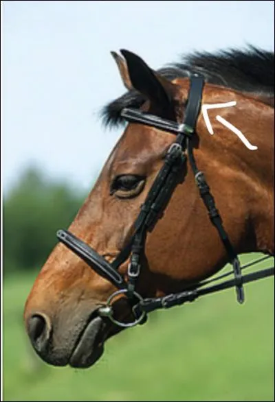 Comment s'appelle la partie fléchée sur la photo ?