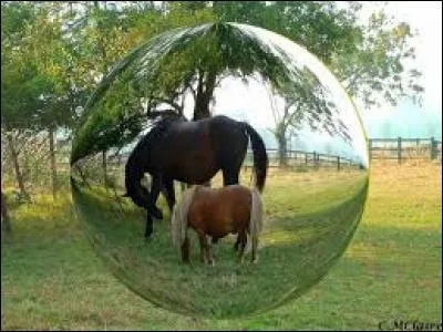 Comment s'appelle la zone de protection autour du cheval ?