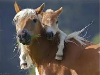 Quelles sont les parties sensibles du cheval?