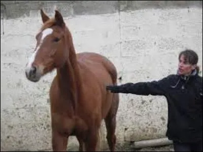 Quand le cheval a les oreilles légèrement en avant de la verticale, il est...