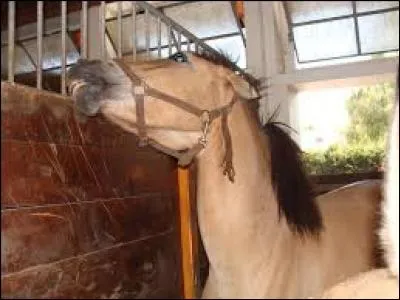 Le cheval en colère a...