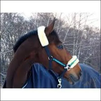 Que fait un cheval impatient ?