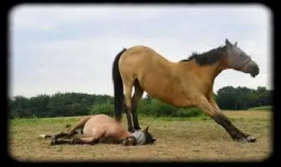 Que fait un cheval quand il s'étire ?
