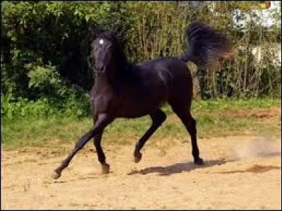 Quel galop viens-tu de passer ?