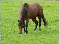 Quiz Galop 1