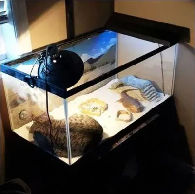 Canard sauvage à bec large !