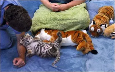 Archives contenant des enregistrements de bruits !