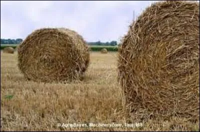 Qu'apporte la litière de paille au cheval ?