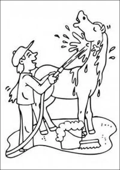 Regardez l'image. Quel est ce jet d'eau utilisé à la douche ?