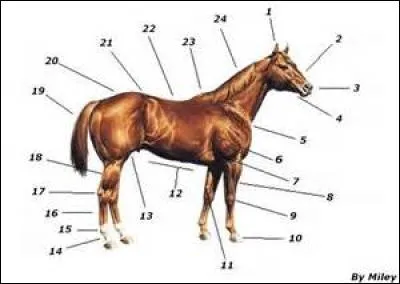 Regardez l'image. À quoi les numéros 8 et 21 correspondent-ils ?