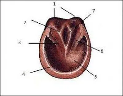 Regardez l'image. À quoi les numéros 3 et 5 correspondent-ils ?