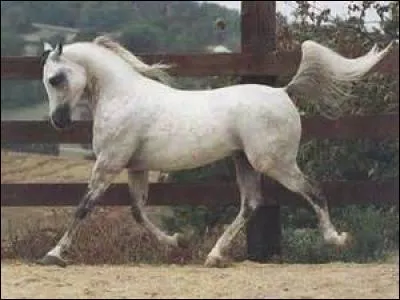 Le mécanisme du trot est...