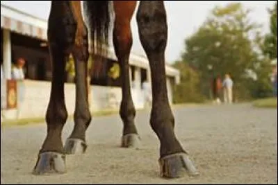 Où se trouve le coude du cheval ?