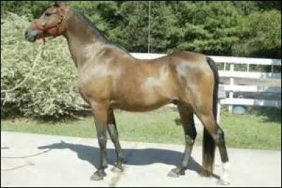 Quand doit-on mettre une bricole à un cheval ?