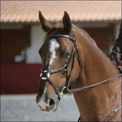 Regardez l'image. Quelle est cette muserolle ?