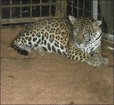 Elimination d'ammoniaque par les urines !