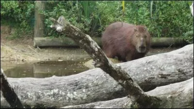 Minéral noir, brun ou vert, silicate de fer, de calcium ou de magnésium !