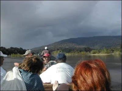 Arbrisseau grimpant, qui s'attache au mur par des vrilles !